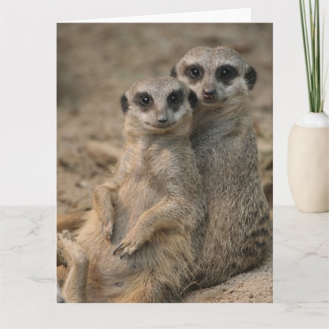 Carte Meerkat-Couple (Devant)