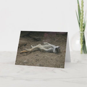 Carte Meerkat pour bronzer