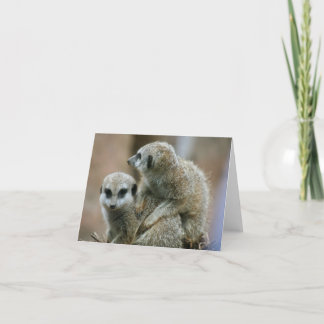 Carte Meerkats