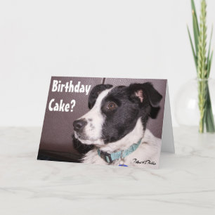 Carte Mélange adorable de Border Collie Heeler Chiot end