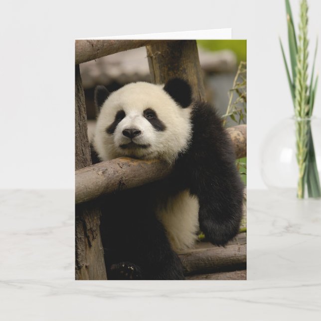 Carte Melanoleuca d'Ailuropoda de bébé de panda géant) (Devant)