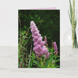 Carte Mémoire de Late Summer