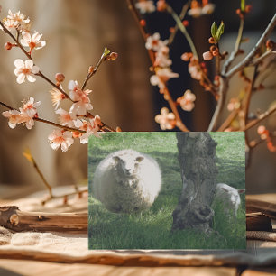 Carte Mère brebis et agneau Photographie de printemps de