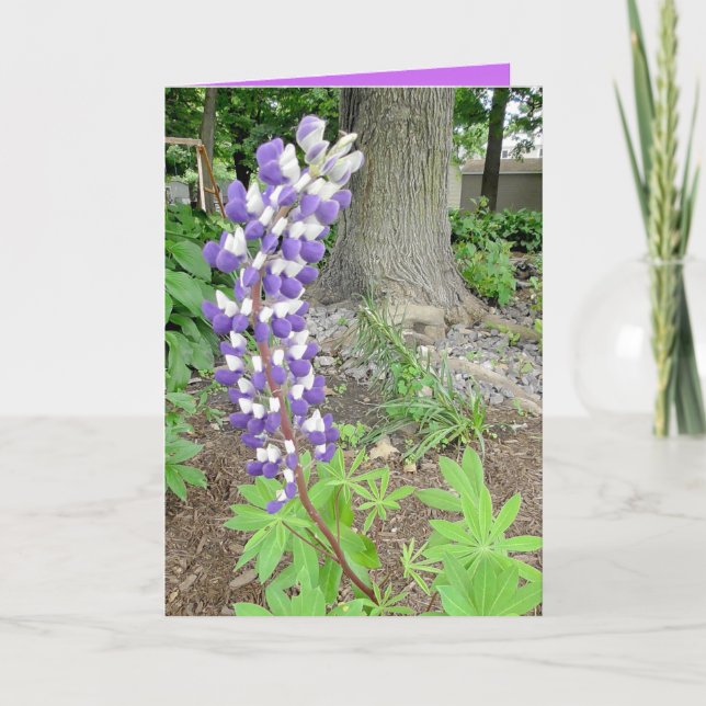 Carte Mère d'anniversaire des Lupines pourpres (Devant)
