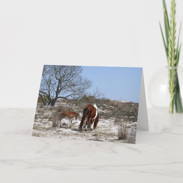 Carte Mère et bébé cheval au parc national d'Assateague (Devant)