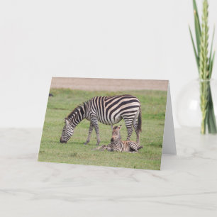 Carte Mère Zebra avec nouveau-né Colt