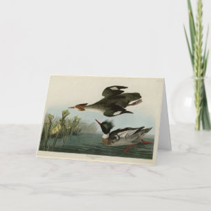 Carte Merganser à poitrine rouge, les oiseaux d'Amérique