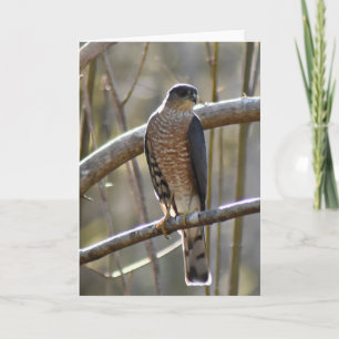 Carte Merlin Falcon - Frameable Art Card
