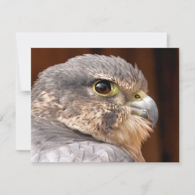 CARTE MERLIN FALCON OISEAU DE PREY (Devant)