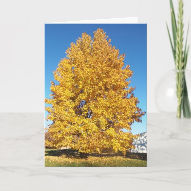 Carte Merveille de la création/automne (Devant)