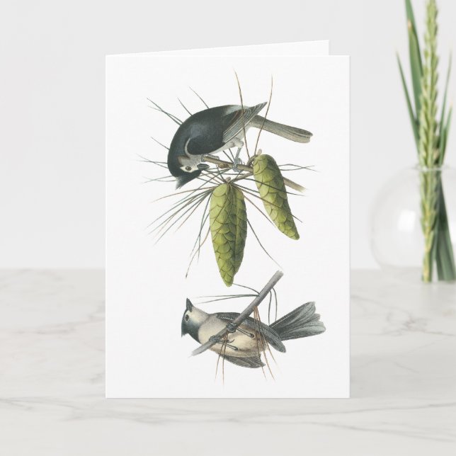 Carte Mésange tuftée, John Audubon (Devant)