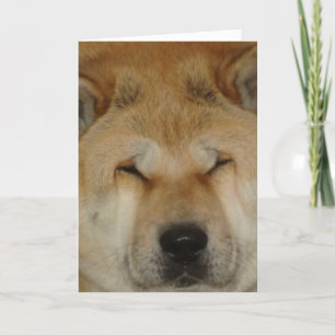 Carte mignon akita drôle grand visage amoureux photo