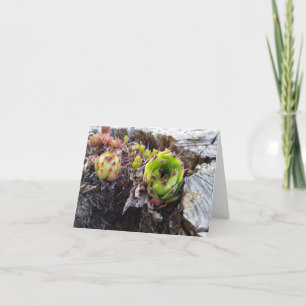 Carte mini cactus dans un journal