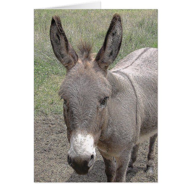 carte - Mini-Donkey (Devant)