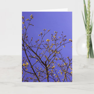 Carte Minimalisme nature printemps bourgeon éclatement r