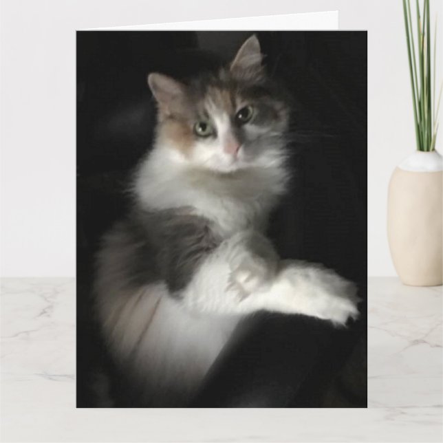 Carte miss kitty (Devant)