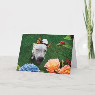 Carte Mitzy la Mariposa, chien avec ailes papillon