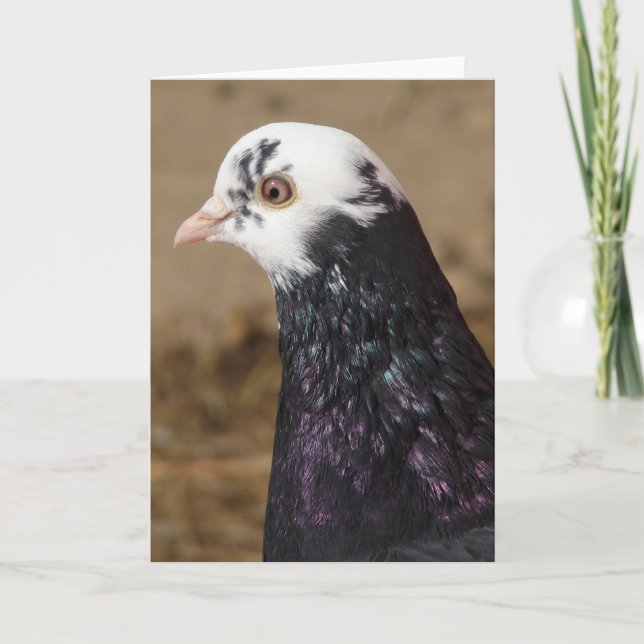 Carte Mme Pigeon (Devant)