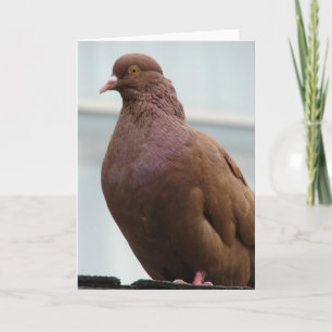 Carte Modena Pigeon surnommé Big Red