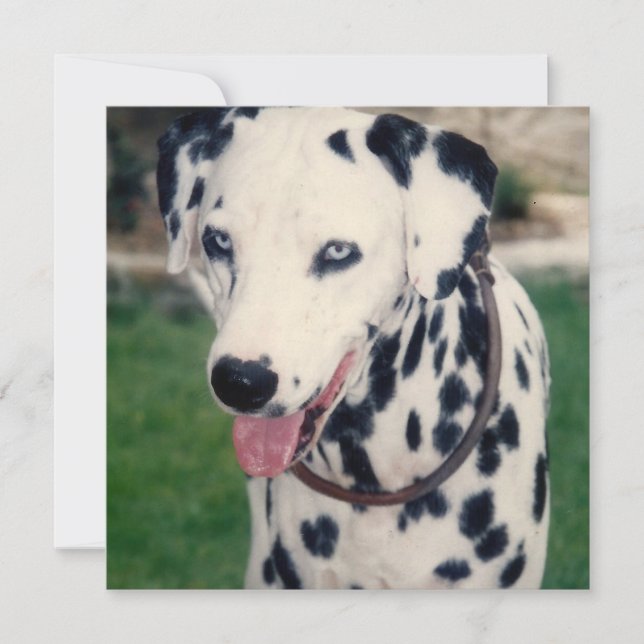 Carte Mon ami animal de compagnie Téléchargez votre prop (Devant)