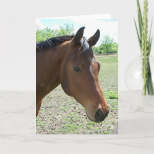 Carte Mon Ami, Le Cheval