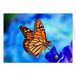Carte Monarch Butterfly