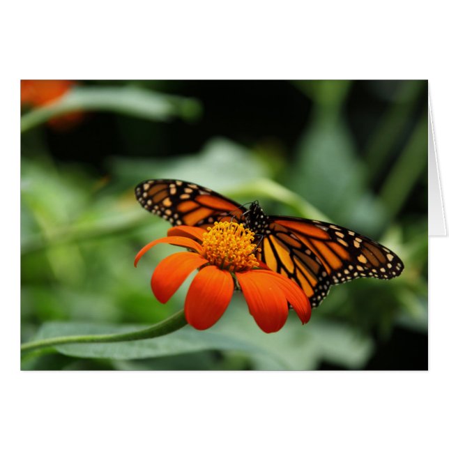 Carte Monarch Button Note (Devant Horizontal)