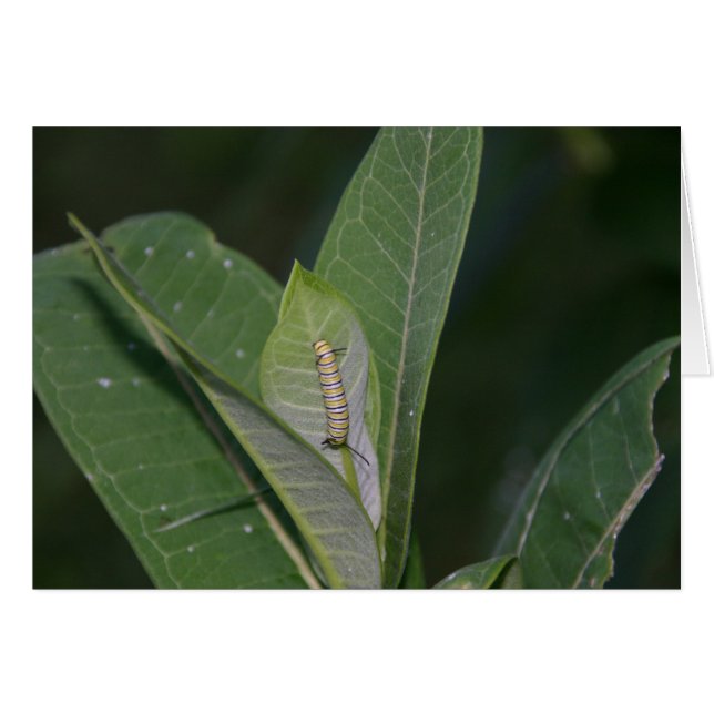 Carte Monarch Caterpillar (Devant horizontal)