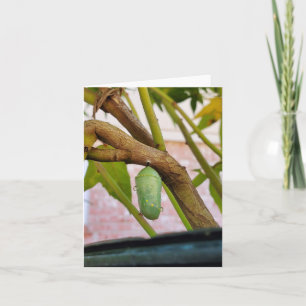 Carte Monarch chrysalis