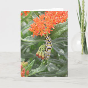 Carte Monarque Catterpillar sur l'mauvaise herbe de