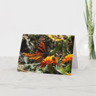 Carte Monarque et souci