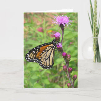 Carte Monarque/Liatris