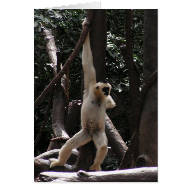 Carte Monkey (Devant)