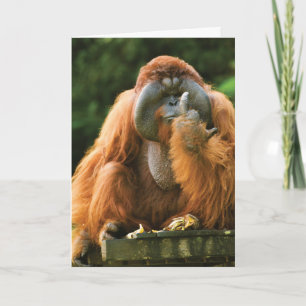 Carte Monkey-Orangutan - anniversaire