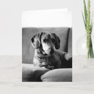 Carte Monsieur Daschund