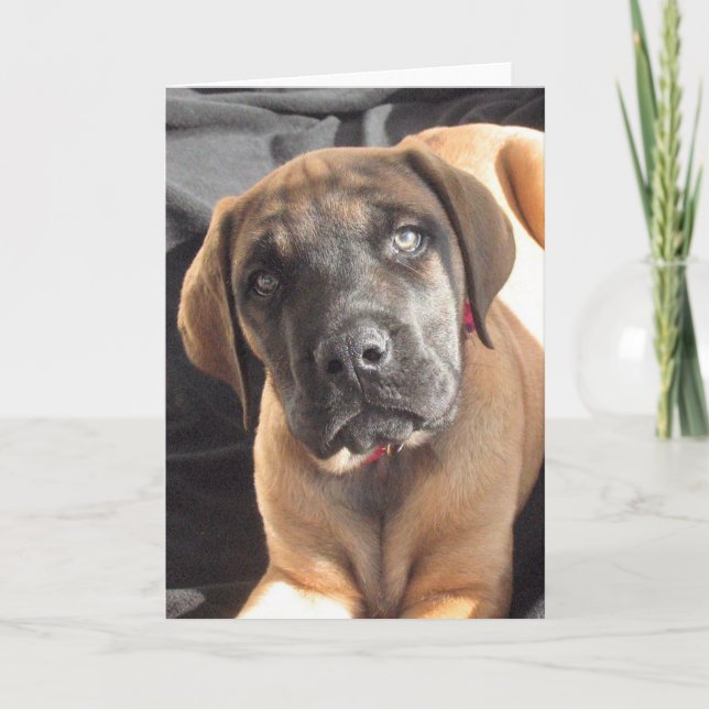Carte Montocard Mastiff Puppy d'Angleterre (Devant)