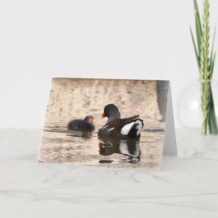 Carte Moorhen et Chick