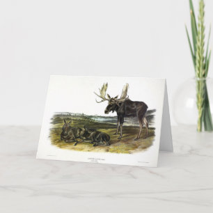 Carte Moose Deer (Moose - Alces alces) par Audubon