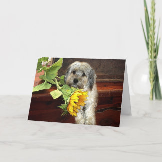 Carte Morkie Greeting Card