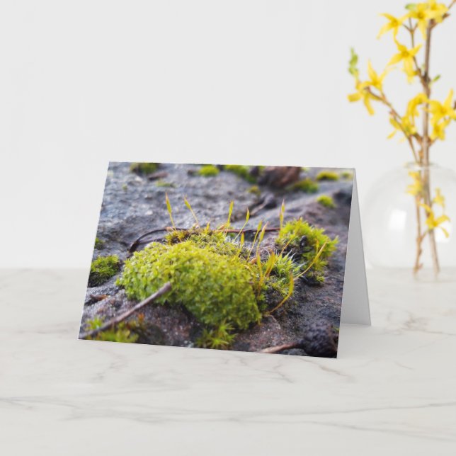 Carte Mosses, Printemps éveil (Fleur jaune)