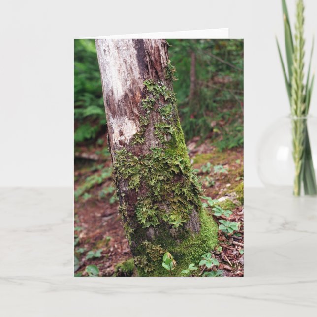 Carte Mossy Tree (Devant)
