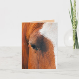 Carte Mouche sur l'œil d'un cheval (Humour)