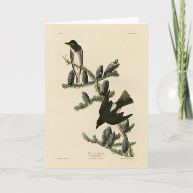 Carte Moucherolle à face olive, les oiseaux d'Amérique d (Devant)