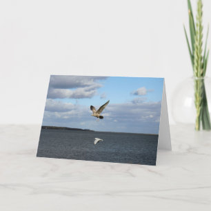 Carte Mouettes en vol