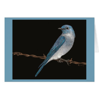 Carte Mountain Bluebird