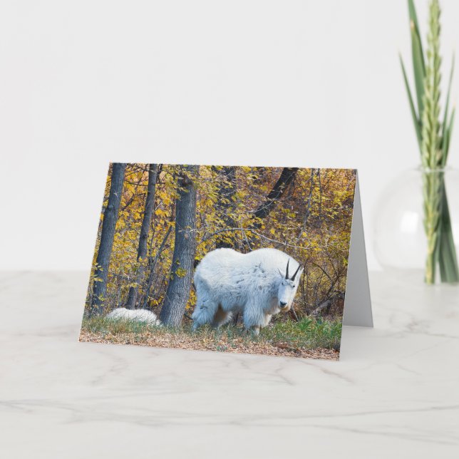 Carte Mountain Goat birthday card looks at you. (Devant)