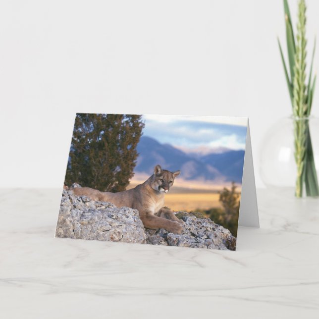 Carte Mountain Lion Greeting Card (Devant)