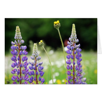 Carte Mountain Lupine