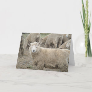Carte Moutons curieux