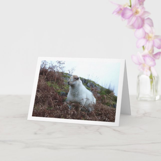 Carte Moutons dans la vallée de Cwm Llan (Orchidée)